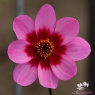 HS Wink Dahlia Knöl