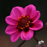 HS Wink Dahlia Knöl
