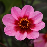 HS Wink Dahlia Knöl