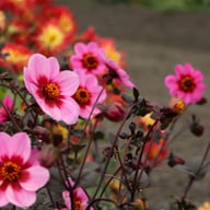 HS Wink Dahlia Knöl