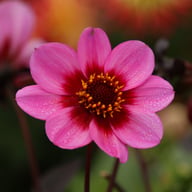 HS Wink Dahlia Knöl