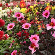 HS Wink Dahlia Knöl