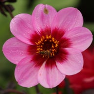 HS Wink Dahlia Knöl
