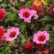 HS Wink Dahlia Knöl