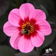 HS Wink Dahlia Knöl