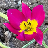 Humilis 'Persian Pearl' Tulpan Lökar