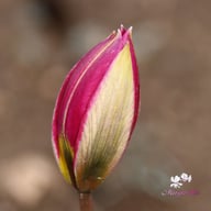 Humilis 'Persian Pearl' Tulpan Lökar