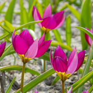 Humilis 'Persian Pearl' Tulpan Lökar