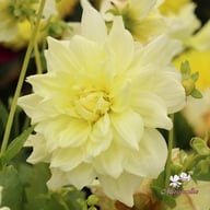 Ice Breaker Dahlia Tuber