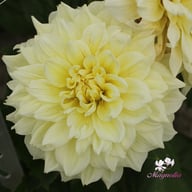 Ice Breaker Dahlia Tuber