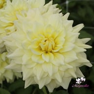 Ice Breaker Dahlia Tuber