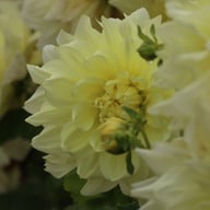 Ice Breaker Dahlia Knöl