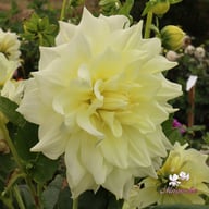 Ice Breaker Dahlia Tuber