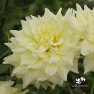 Ice Breaker Dahlia Tuber