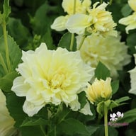 Ice Breaker Dahlia Tuber