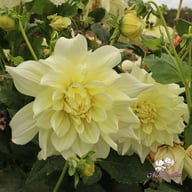 Ice Breaker Dahlia Tuber