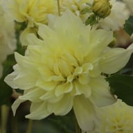 Ice Breaker Dahlia Knöl