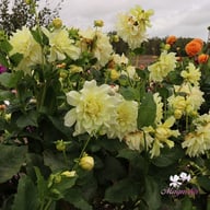 Ice Breaker Dahlia Tuber