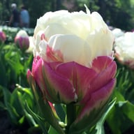 Ice Cream Tulip Bulbs