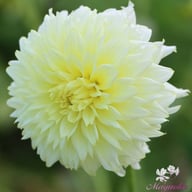 Ice Crystal Dahlia Knöl