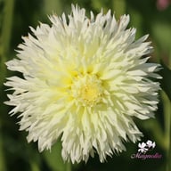Ice Crystal Dahlia Knöl