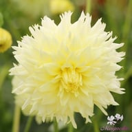 Ice Crystal Dahlia Knöl