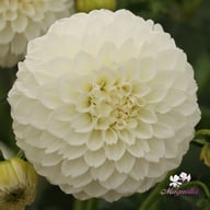 Ice Ice Baby Dahlia Tuber