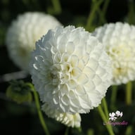 Ice Ice Baby Dahlia Tuber