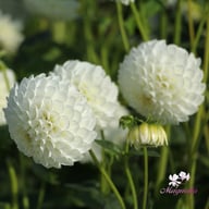 Ice Ice Baby Dahlia Tuber