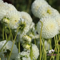 Ice Ice Baby Dahlia Tuber