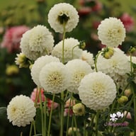 Ice Ice Baby Dahlia Tuber