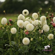 Ice Ice Baby Dahlia Tuber