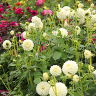 Ice Ice Baby Dahlia Tuber