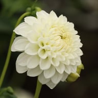 Ice Ice Baby Dahlia Tuber