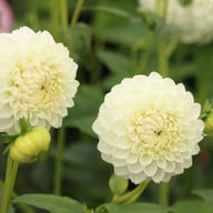 Ice Ice Baby Dahlia Tuber