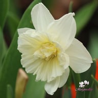 Ice King Narcissus Bulbs
