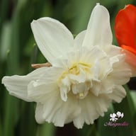 Ice King Narcissus Bulbs