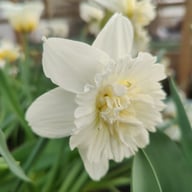 Ice King Narcissus Bulbs