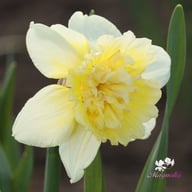Ice King Narcissus Bulbs