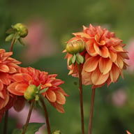 Iced Tea Dahlia Tuber
