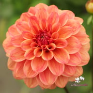 Iced Tea Dahlia Knöl
