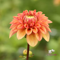 Iced Tea Dahlia Knöl