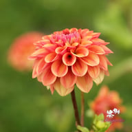 Iced Tea Dahlia Knöl