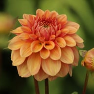 Iced Tea Dahlia Tuber