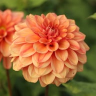 Iced Tea Dahlia Tuber