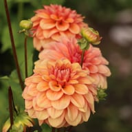 Iced Tea Dahlia Tuber