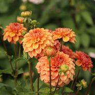 Iced Tea Dahlia Tuber