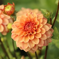 Iced Tea Dahlia Tuber