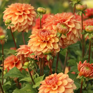 Iced Tea Dahlia Tuber
