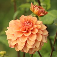 Iced Tea Dahlia Tuber
